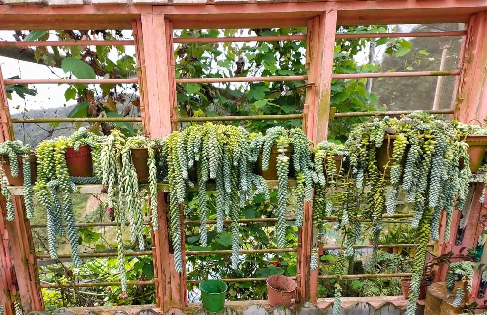 nifty burros tail plant growing in a beautiful hanging pot arrangement