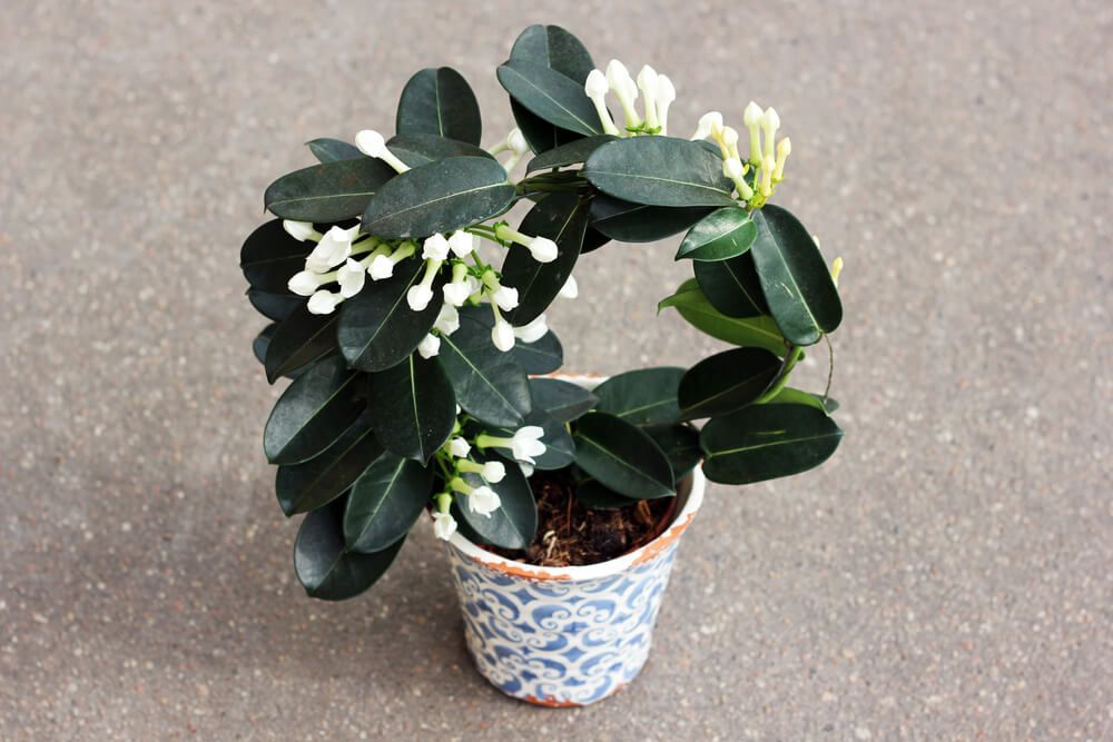potted stephanotis plant with white flowers and green foliage
