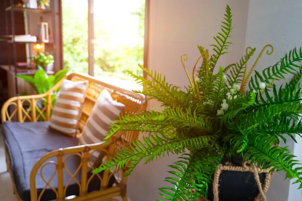 potted sword fern plant growing indoors with indirect sunlight