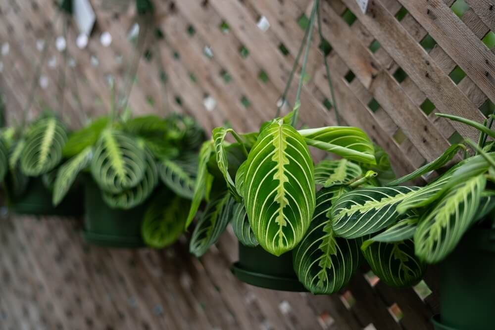 prayer plants hanging from cute little growing containers
