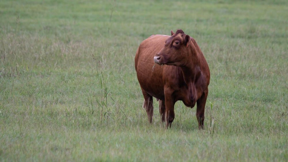 red gelbvieh cow exploring in a field and foraging for a snack