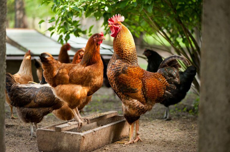 Rhode Island Red Rooster vs. Hen – Complete Breed Overview