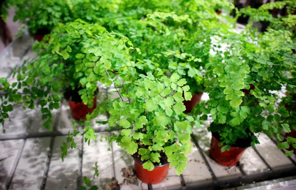 several potted maidenhair ferns growing safely in the shade during summer