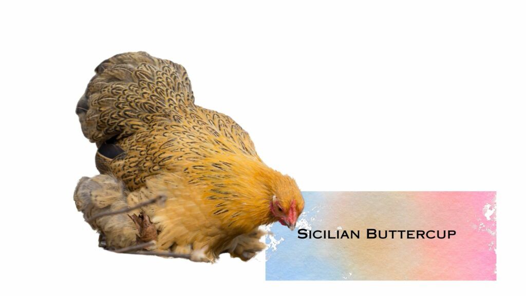 The Sicilian Buttercup lays delicious white eggs.