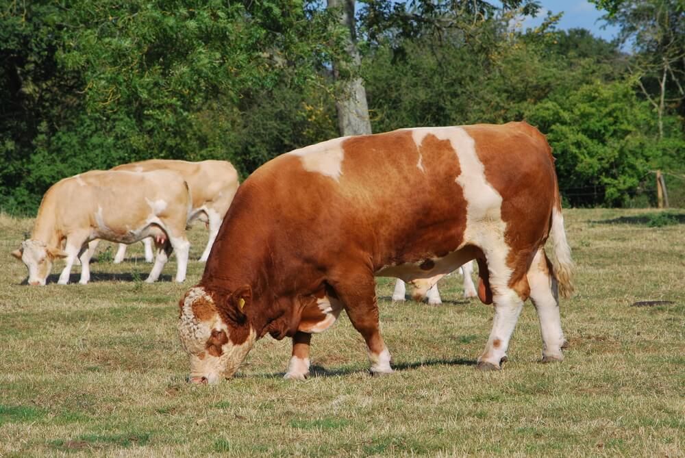 simmental bull grazing freely in the pasture with several heifers