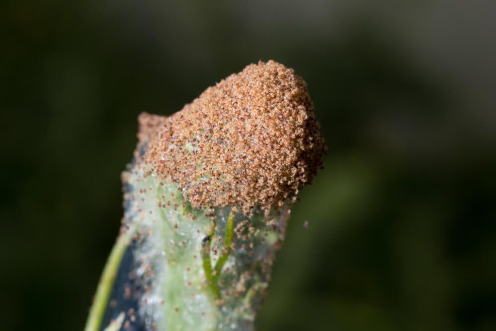 spider mite colony infesting a plant with full thick web