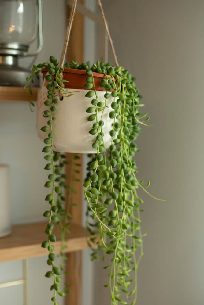 string of pearls plant with beautiful cascading foliage