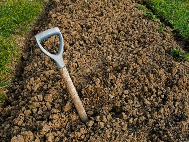 4 Smart Ways to Amend Clay Soil Without Tilling