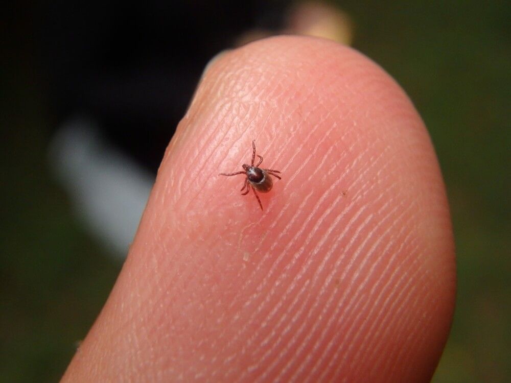 tiny tick nymph attacking human finger trying to get a bloodmeal