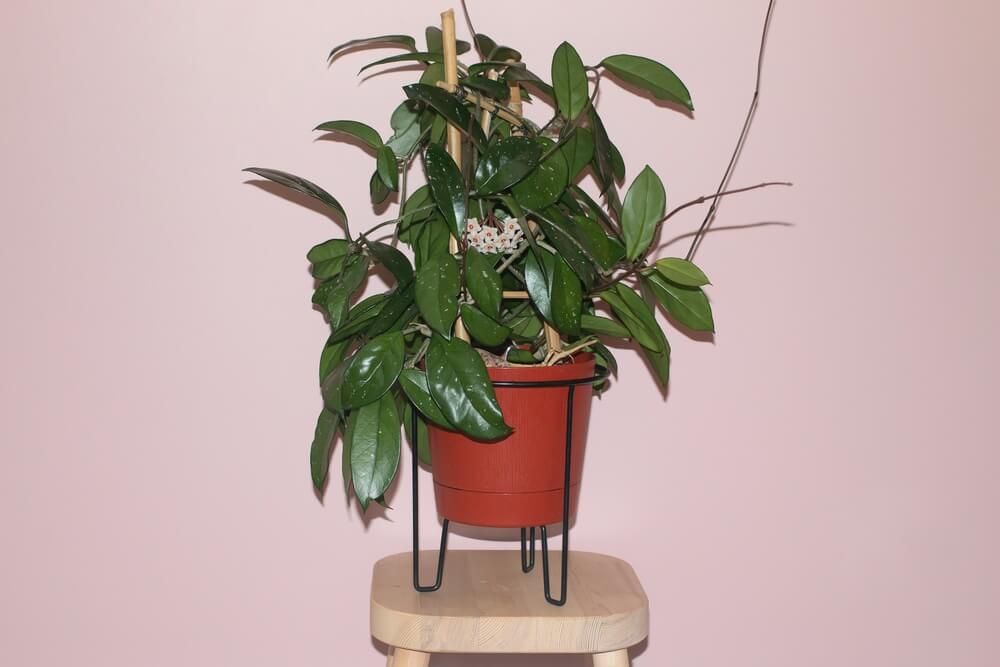 tropical wax plant growing without much sunlight in a brown pot indoors