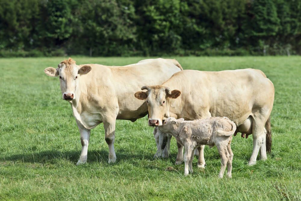 two blonde cows and a newborn calf foraging and lounging in a lovely green meadow