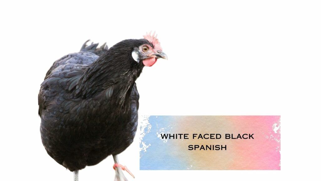 white faced black spanish chicken