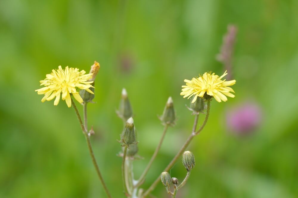 wild lettuce lactuca virosa with lovely yellow flowers