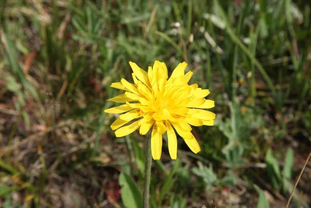 yellow false dandelion flowers growing wildly in the mountains