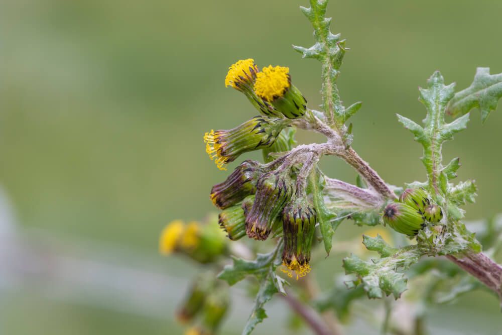 yellow groundsel flowers growing in the woods