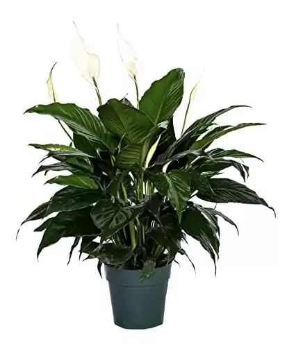 Peace Lily Plant - Live Indoor Spathiphyllum (6" Pot)