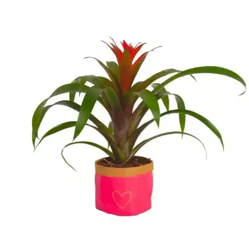 Bromeliad Live Indoor Flowering Plant, 12-Inches Tall