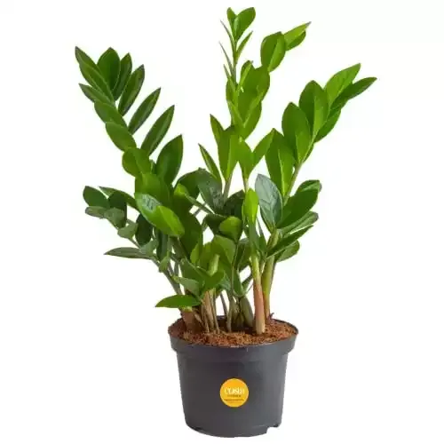 ZZ Plant, Live Indoor Houseplant, 12-Inches Tall