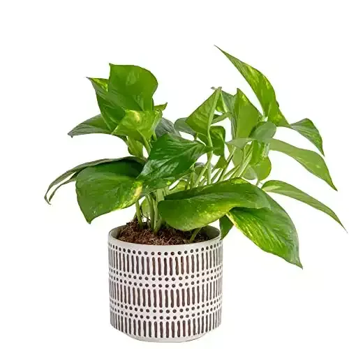Live Pothos Plant, Easy Care Vining Live Indoor Houseplant, 8-Inches Tall