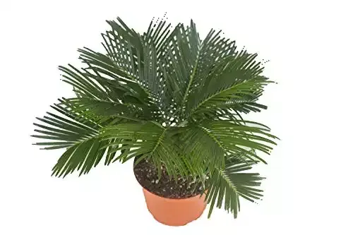 Sago Palm (Cycad) - 6" from California Tropicals