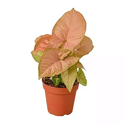 Syngonium 'Strawberry' (4" Pot) Live Indoor Plant