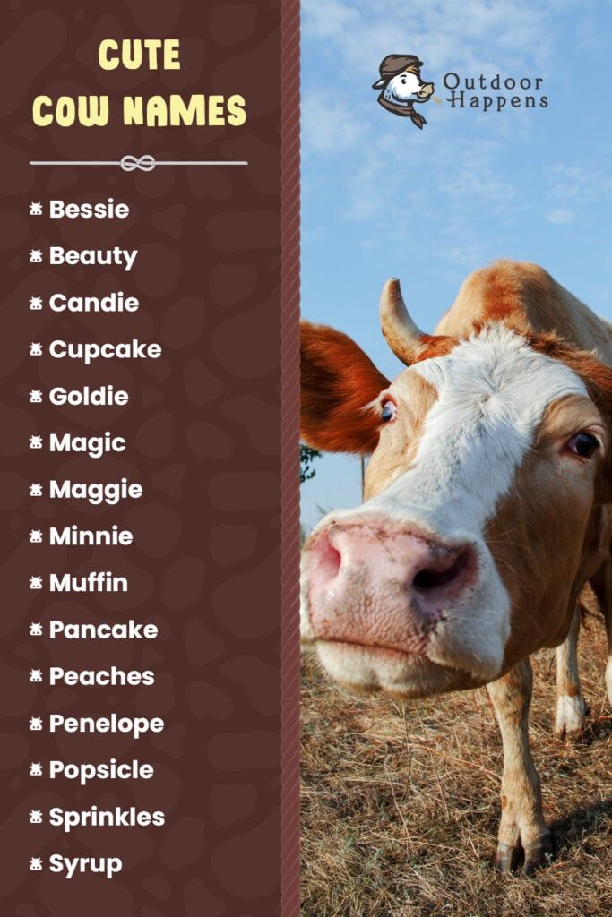 Cute cow names for your herd!