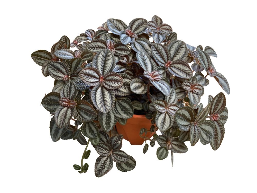 Pilea involucrata 'Norfolk' - one of the best plants that grow in the dark