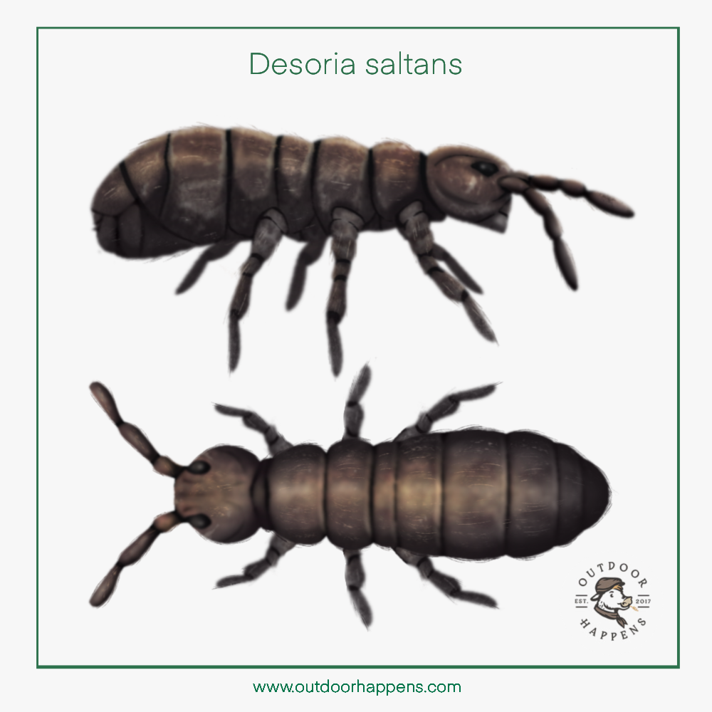 Illustration of Desoria sp. Springtails (or snow fleas). They are now considered a unique class of arthropod - Enthognata