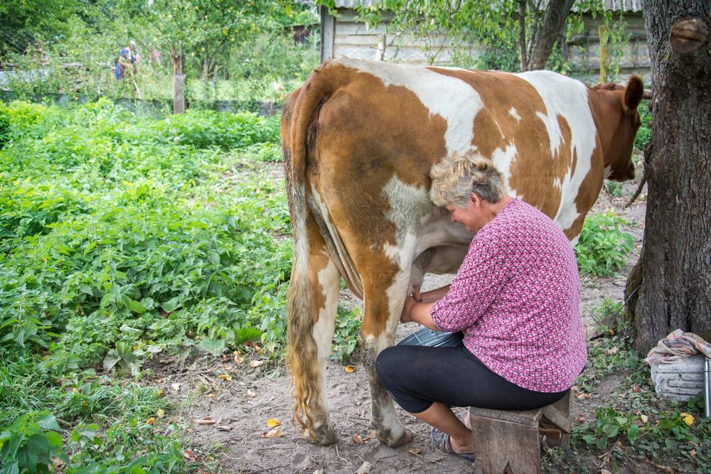 Woman milking a cow in the paddock