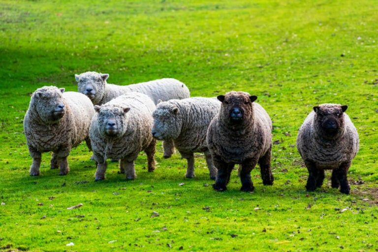 Top 11 Miniature and Small Sheep Breeds for Small Farms and Homesteads