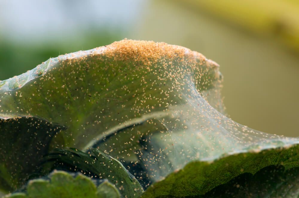 advanced spider mite infestation on a strawberry plant