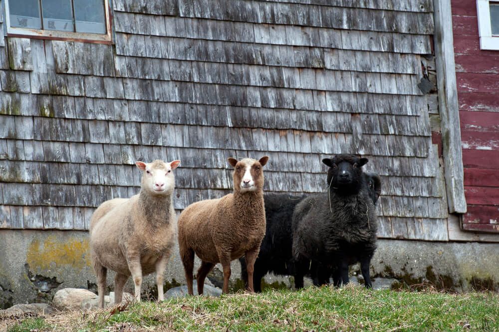 an adorable flock of shetland sheep posing in front of a rustic barn