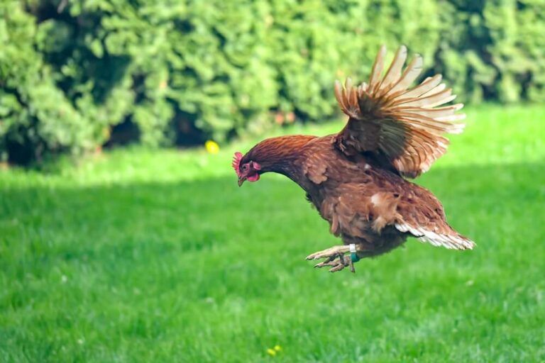 beautiful chicken exploring and flying in a green field