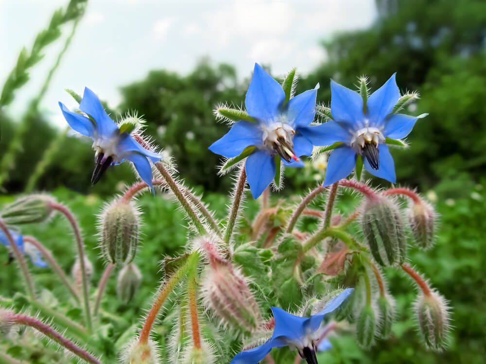 beautiful pale blue borage flowers growing naturally in a lush green meadow