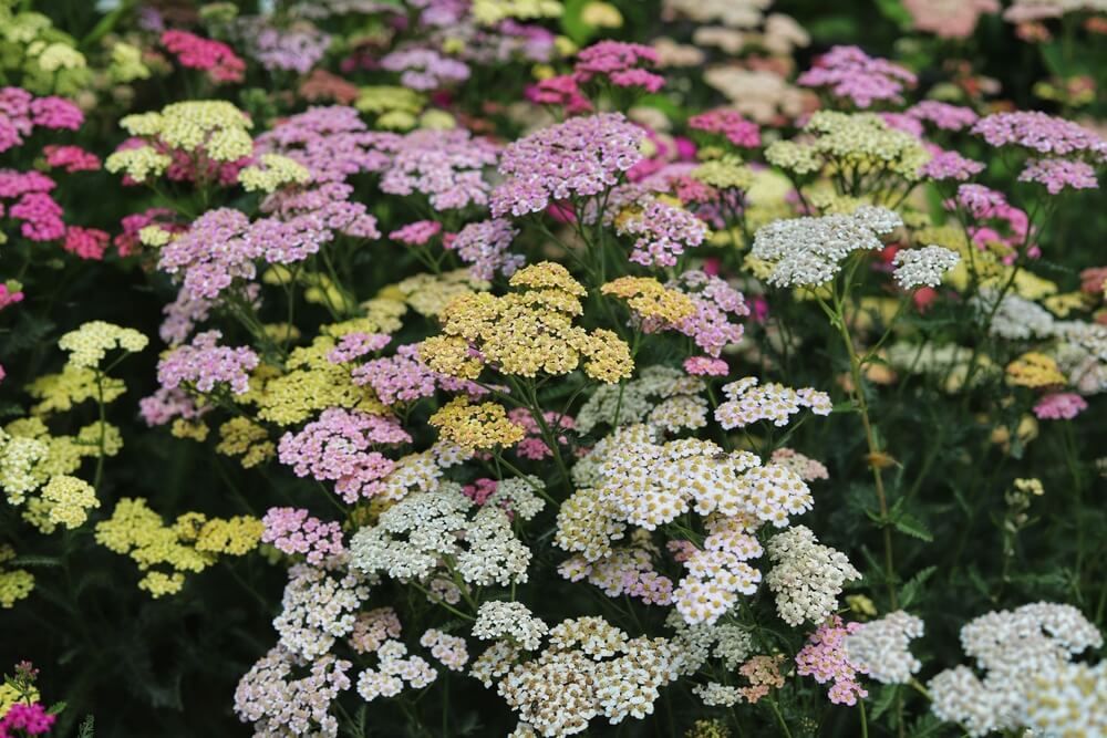 beautiful pink yellow and white blooming yarrow flowers growing in a field