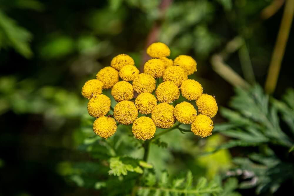 beautiful tansy plant flower in bloom soaking in the summer sunshine