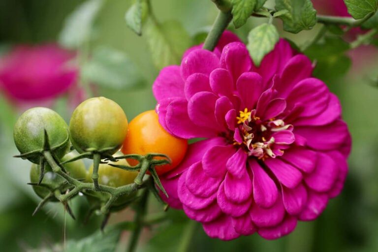 What to Plant With Tomatoes to Keep Bugs Away – 19 Fabulous Tomato Companion Plants!