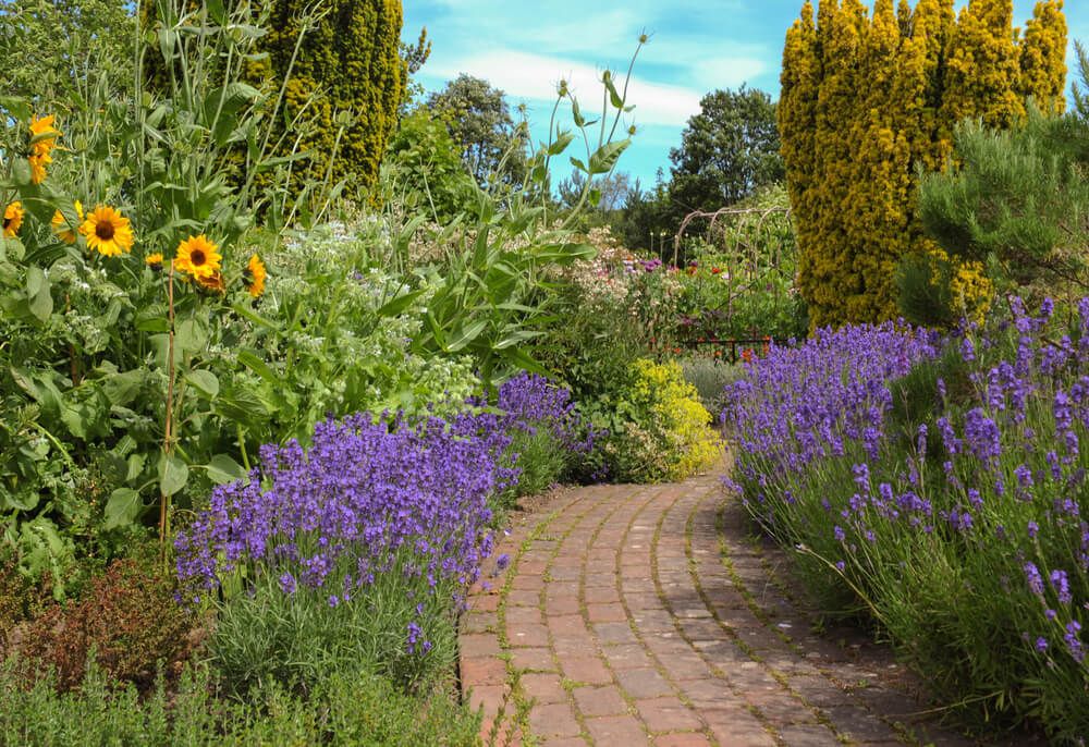 breathtaking lavender plants and sunflowers growing in a cottage garden walkway