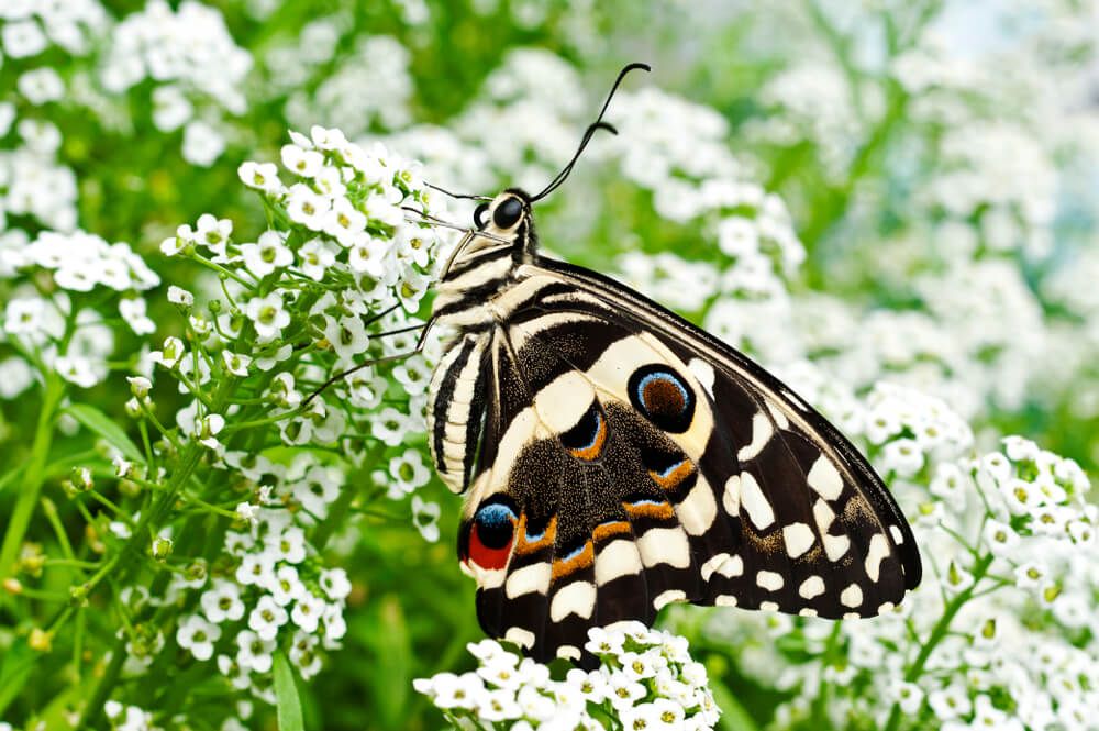 citrus swallowtail butterfly visiting sweet alyssum flowers in backyard garden