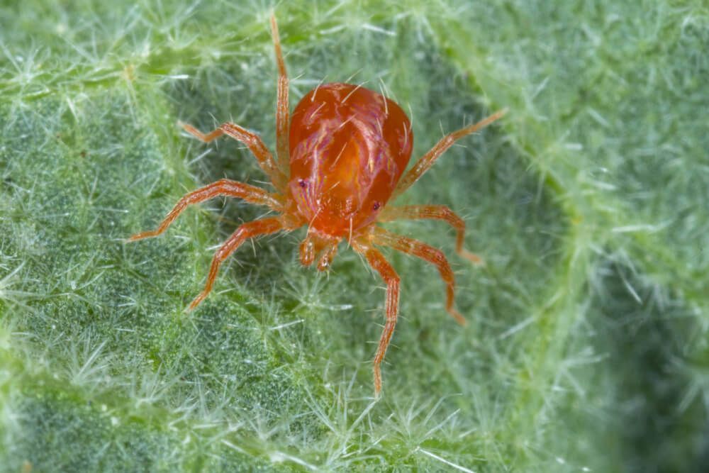 close up profile of a predatory mite on a mallow leaf