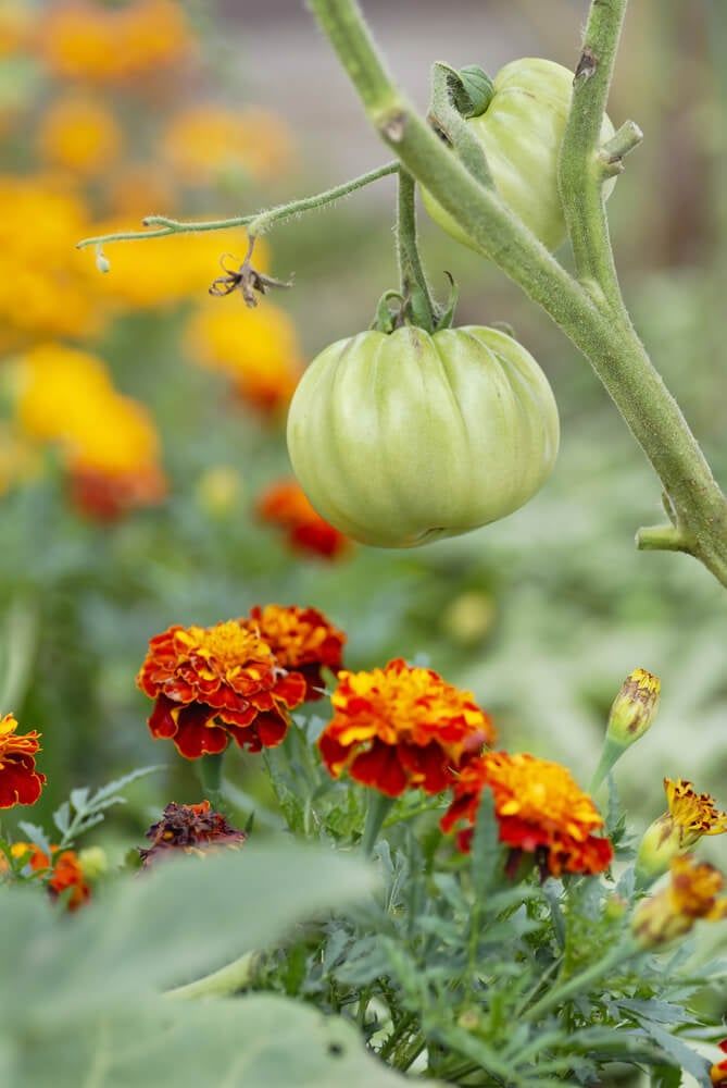 companion planting with tomato plants and colorful marigold flowers