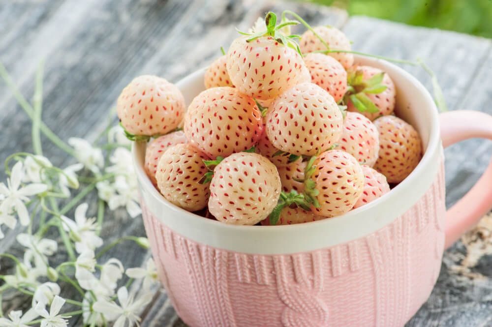 delicious pink pineberries sitting in a cup atop a wooden picnic table
