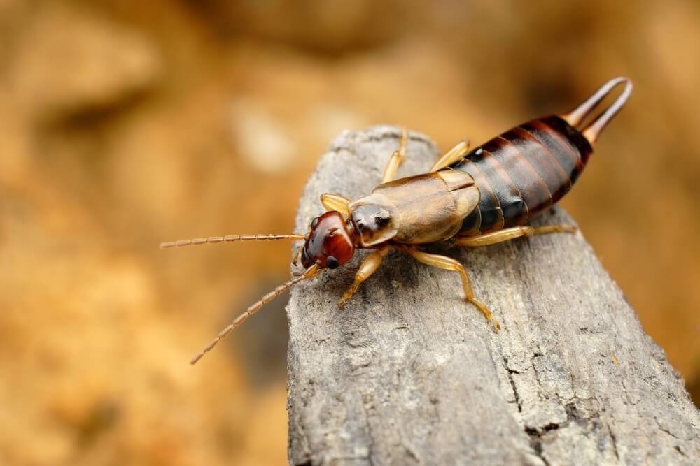 earwig exploring and standing on a log in the backyard