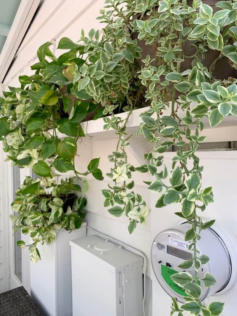elegant hanging plants covering a utility box