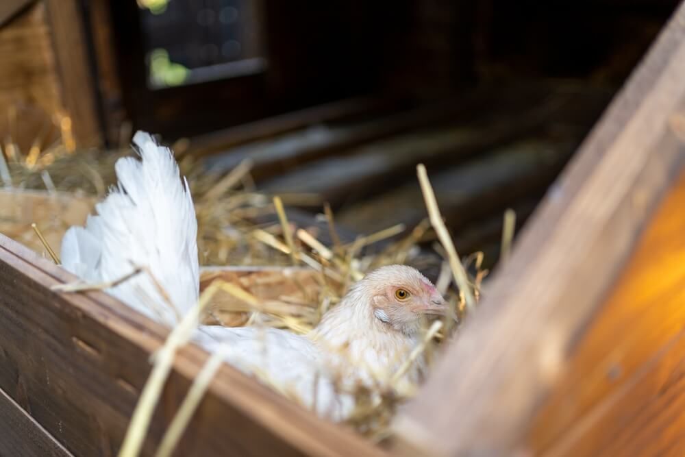 fancy yokohama chicken relaxing in the coop nesting box