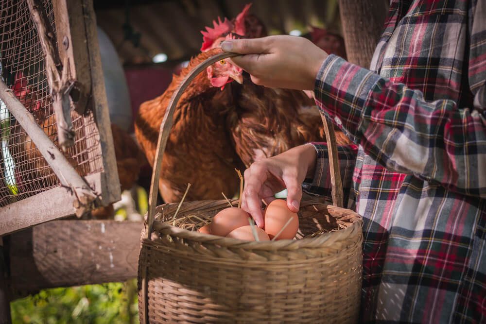 gathering fresh chicken eggs into basket on rural farm