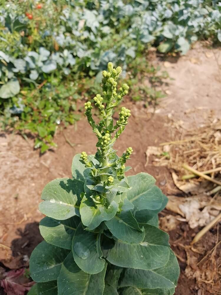 green cos lettuce flowering and producing seeds in the garden