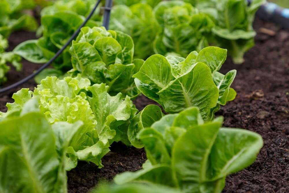 growing delicious and healthy lettuce in lovely and lush garden soil