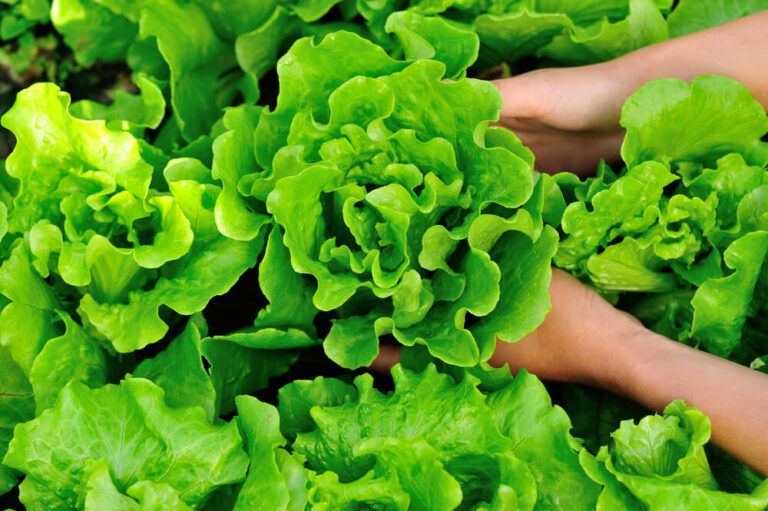 Why Is My Lettuce Bitter? Here Are 4 Likely Reasons!