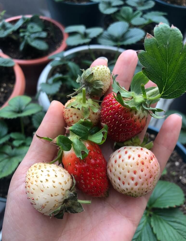 holding strawberries and pineberries fresh from the garden